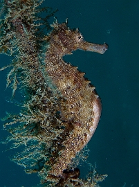 North Sulawesi-2018-DSC04849_rc- Common seahorse - Hippocampe - Hippocampus taeniopterus